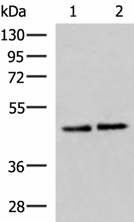 ACTL6B Polyclonal Antibody (E-AB-19033)