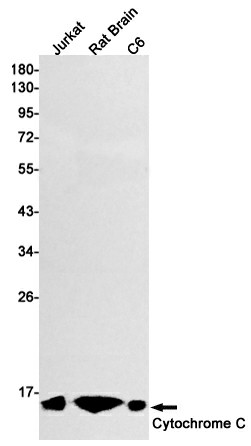 Recombinant Cytochrome C Monoclonal Antibody (E-AB-81449)