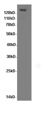 ITGB1 Polyclonal Antibody (E-AB-40055)