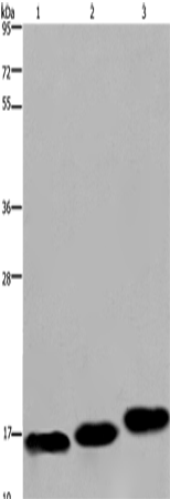 MYL12B Polyclonal Antibody (E-AB-15019)