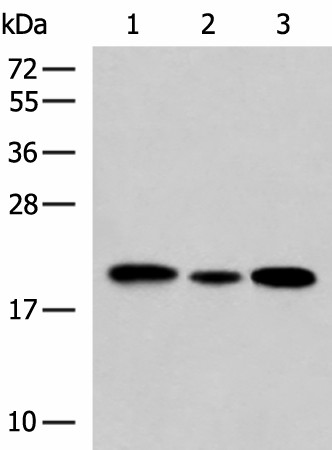 MRPS28 Polyclonal Antibody (E-AB-53068)