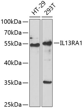 IL13RA1 Polyclonal Antibody (E-AB-61258)