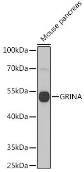 GRINA Polyclonal Antibody (E-AB-91514)