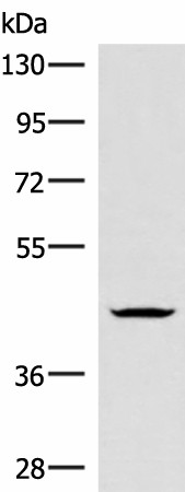 HMBOX1 Polyclonal Antibody (E-AB-18967)