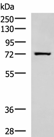 SHTN1 Polyclonal Antibody (E-AB-18189)