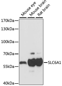 SLC6A1 Polyclonal Antibody (E-AB-66423)