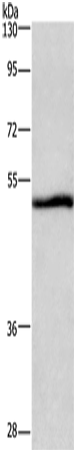 NRG1 Polyclonal Antibody (E-AB-13305)