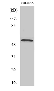 SMAD2 Polyclonal Antibody (E-AB-32916)