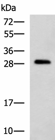 CMTM2 Polyclonal Antibody (E-AB-53253)