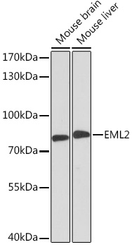 EML2 Polyclonal Antibody (E-AB-90757)