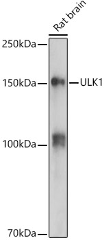 ULk1 Polyclonal Antibody (E-AB-67995)