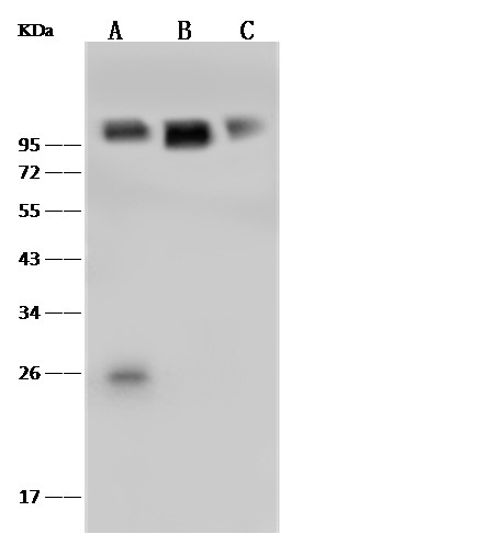 Recombinant VCAM1/VCAM-1/CD106 Monoclonal Antibody (AN300484P)