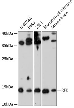 RFK Polyclonal Antibody (E-AB-92938)