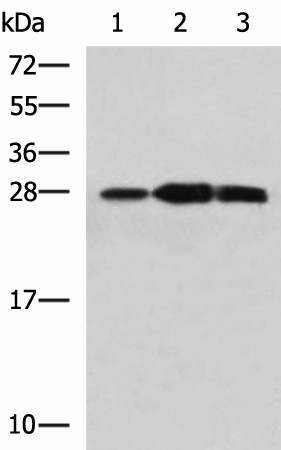 PLEKHF2 Polyclonal Antibody (E-AB-19192)