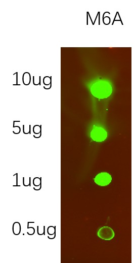 Recombinant N6-methyladenosine (m6A) Monoclonal Antibody (AN301128L)