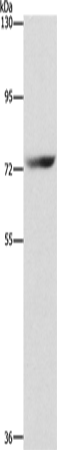 SENP1 Polyclonal Antibody (E-AB-13036)