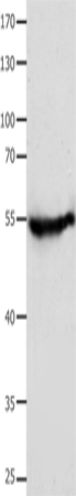 CAP2 Polyclonal Antibody (E-AB-13963)