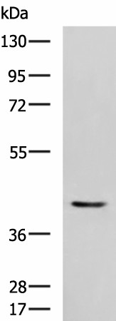 STK32A Polyclonal Antibody (E-AB-19136)