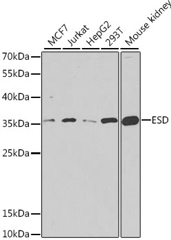 ESD Polyclonal Antibody (E-AB-61839)
