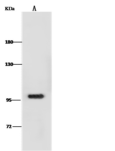 Recombinant Ano1 Monoclonal Antibody (AN300309P)