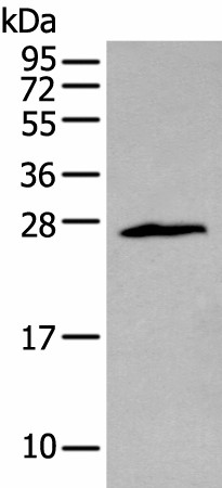 ZNF22 Polyclonal Antibody (E-AB-18423)