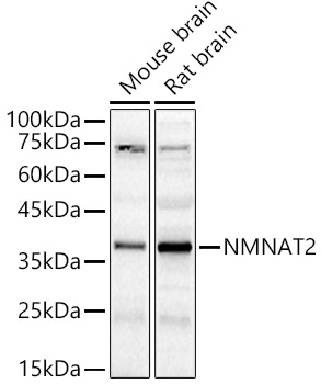NMNAT2 Polyclonal Antibody (E-AB-90693)