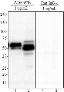 Purified anti-Tau, 359-373 Antibody (851401)