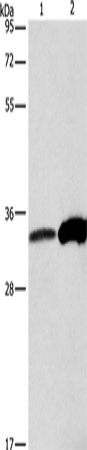 ANXA4 Polyclonal Antibody (E-AB-13903)