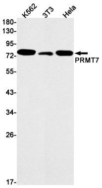 Recombinant PRMT7 Monoclonal Antibody (E-AB-81600)