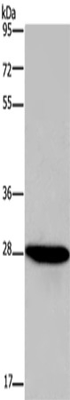 FGF17 Polyclonal Antibody (E-AB-15029)