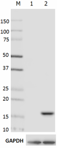 Purified anti-H2A.X Phospho (Ser139) Antibody (613401)