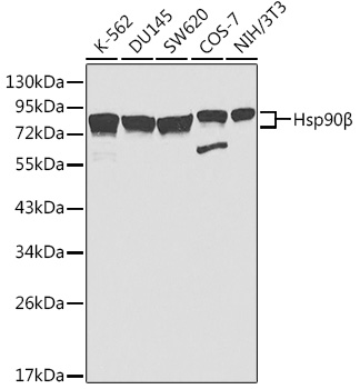 Hsp90β Polyclonal Antibody (E-AB-92430)