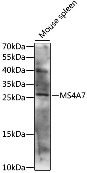 MS4A7 Polyclonal Antibody (E-AB-91179)