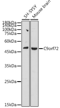 C9orf72 Polyclonal Antibody (E-AB-91381)