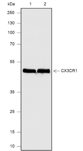 Recombinant CX3CR1 Monoclonal Antibody (AN301864L)