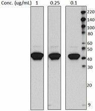 Purified anti-Cytokeratin 19 Antibody (628502)