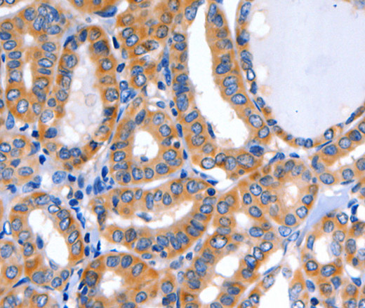 GFER Polyclonal Antibody (E-AB-10126)