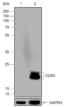 Recombinant CD3D Monoclonal Antibody (AN301813L)