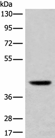 USP12 Polyclonal Antibody (E-AB-18513)