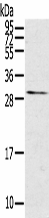 TNFSF15 Polyclonal Antibody (E-AB-16932)