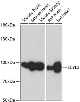 SCYL2 Polyclonal Antibody (E-AB-64489)