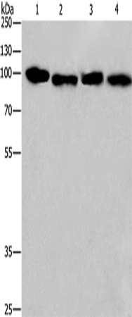 CANX Polyclonal Antibody (E-AB-14819)