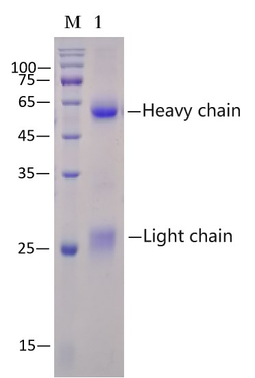 Rabbit IgG Immunomagnetic Beads (EA-IP-200M)