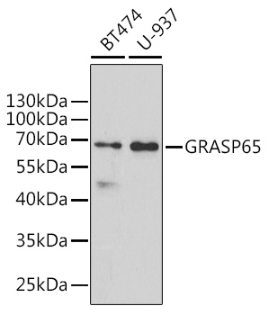GORASP1 Polyclonal Antibody (E-AB-68390)