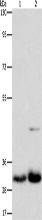 MPG Polyclonal Antibody (E-AB-10980)