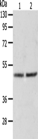 AGXT Polyclonal Antibody (E-AB-12706)