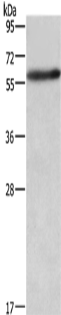AMIGO2 Polyclonal Antibody (E-AB-14557)