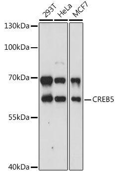 CREB5 Polyclonal Antibody (E-AB-90915)