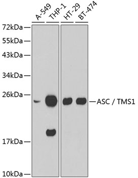 ASC / TMS1 Polyclonal Antibody (E-AB-60228)