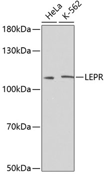LEPR Polyclonal Antibody (E-AB-60812)